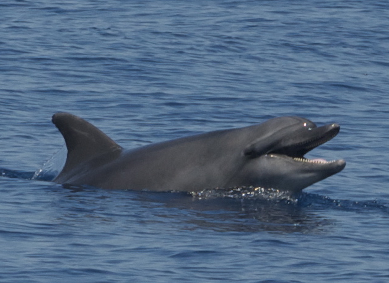 Respirazione per via orale in Tursiops truncatus.